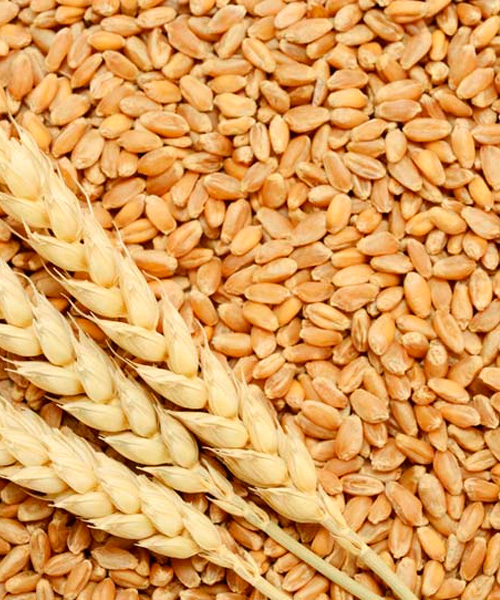 Productos – Argreen – Responsibly sourced food