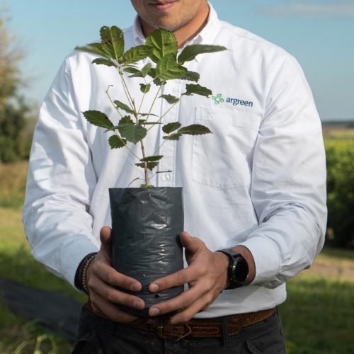 foto-planta-en-mano-sustentabilidad-argreen-argentina